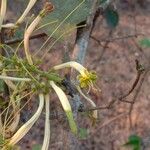 Dendrophthoe falcata Fleur