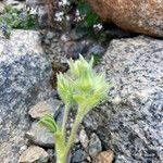 Potentilla nivalis Virág