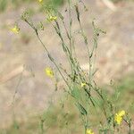 Linum maritimum Plante entière