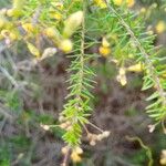 Pultenaea retusa Ліст