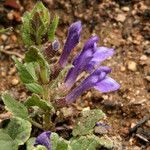 Scutellaria tuberosa Агульны выгляд