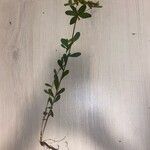 Euphorbia dulcis Hàbitat