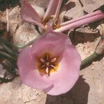 Calochortus flexuosus Blodyn