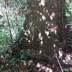 Parinari excelsa Casca