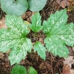 Viburnum acerifolium Blatt