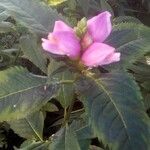 Chelone lyonii Květ