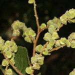 Gouania velutina Gyümölcs