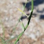 Chondrilla juncea Fruto