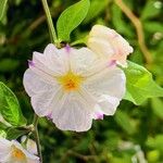 Solanum laciniatumFleur