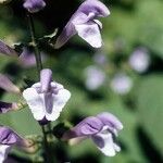 Scutellaria serrata Λουλούδι