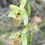 Ophrys sphegodes 花