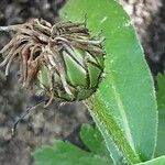 Centaurea montana Fruto