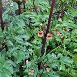 Scrophularia trifoliata Flower