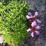 Saponaria pumila Flower