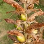 Acanthus spinosus Fruitua