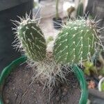 Opuntia leucotricha Blad