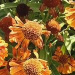 Helenium autumnale Квітка