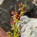 Thliphthisa purpurea Flower