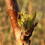 Sorbaria sorbifolia Annet