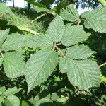Rubus adspersus Leaf