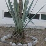 Agave tequilana Habitatea