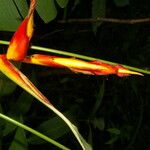 Heliconia irrasa ফুল