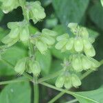 Ocimum campechianum ശീലം