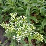 Lepidium draba Flower