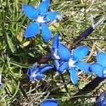 Gentiana sierrae Flower