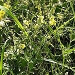 Verbascum blattaria Flor