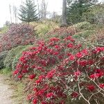 Rhododendron neriiflorum Hábito