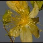 Hypericum concinnum Blüte