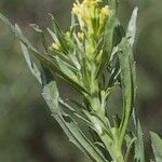 Erysimum incanum অন্যান্য