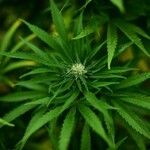 Cannabis sativa Ліст