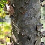 Platanus occidentalis Кора