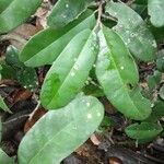 Tapura capitulifera Leaf