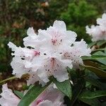 Rhododendron adenogynum Flower