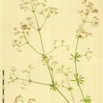 Galium obliquum Other