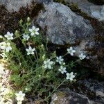 Arenaria ligericina Habit