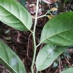 Heisteria parvifolia ഇല