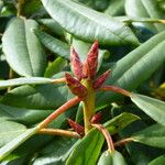 Rhododendron morii Blatt