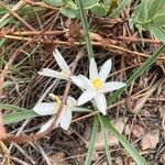 Leucocrinum montanum Flower