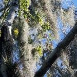 Tillandsia usneoides Habit