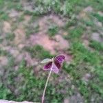 Oxalis violacea ഇല