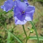 Tradescantia occidentalis ফুল