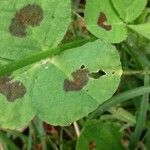 Medicago arabica Folio