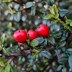 Cotoneaster microphyllus 果