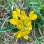 Lathyrus pratensis Flor