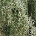 Picea breweriana Folha