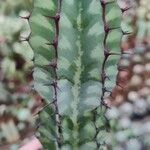 Euphorbia greenwayi Hoja